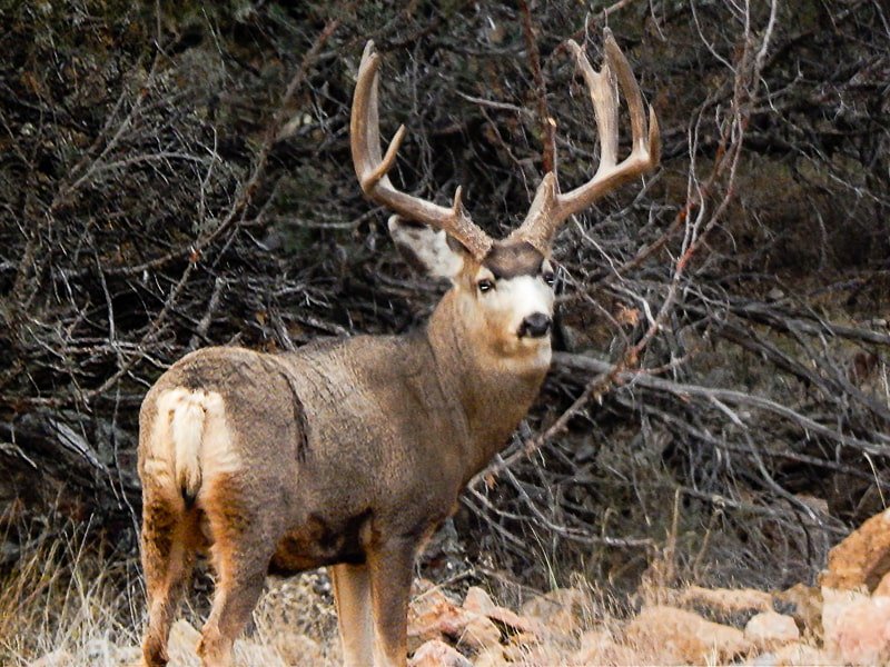 Mule Deer Buck