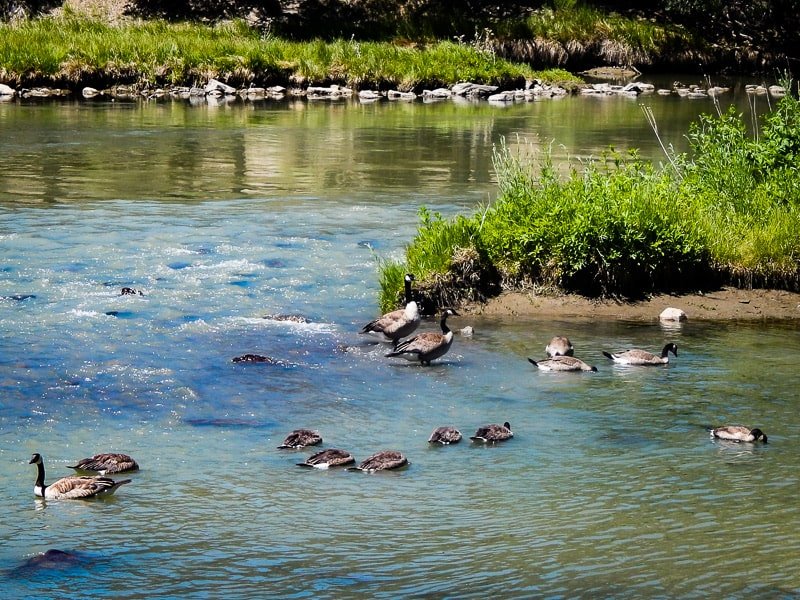 Geese on river